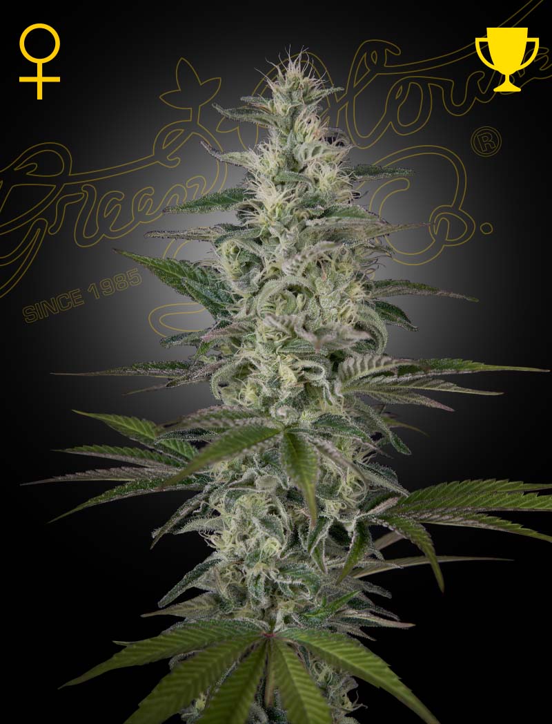 Hawaiian Snow - Green House Seed Co. feminisiert 3er Pack