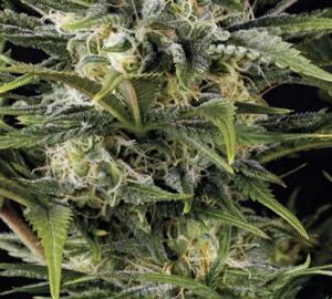 HS0025-pineapple-skunk1_512x270.jpg Pineapple Skunk - Humboldt Seeds feminisiert 3er Pack