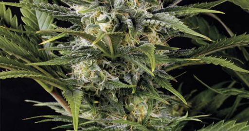 Pineapple Skunk - Humboldt Seeds feminisiert 3er Pack