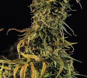 HS0124-blueberry-headband_512x270.jpg Blueberry Headband - Humboldt Seeds feminisiert 3er Pack