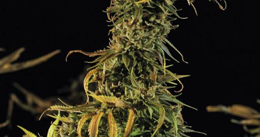 Blueberry Headband - Humboldt Seeds feminisiert 3er Pack