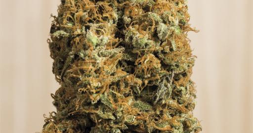 HS0154-green-crack-CBD_512x270.jpg Green Crack - Humboldt Seeds feminisiert 3er Pack