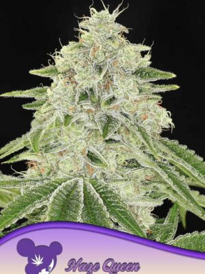 Anesia Seeds haze queen Samen