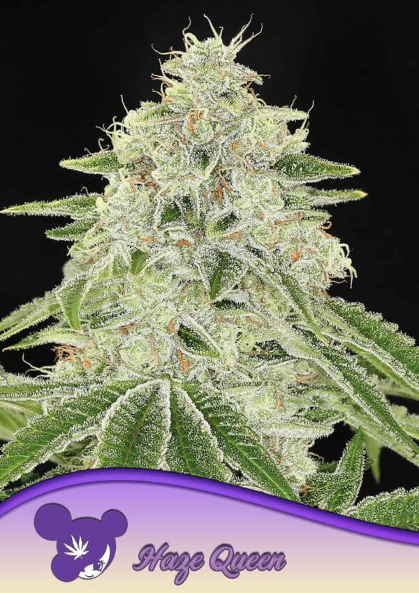 Anesia Seeds haze queen Samen