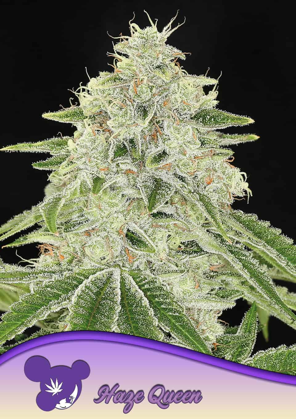 Haze Queen - Anesia feminisiert 3er Pack