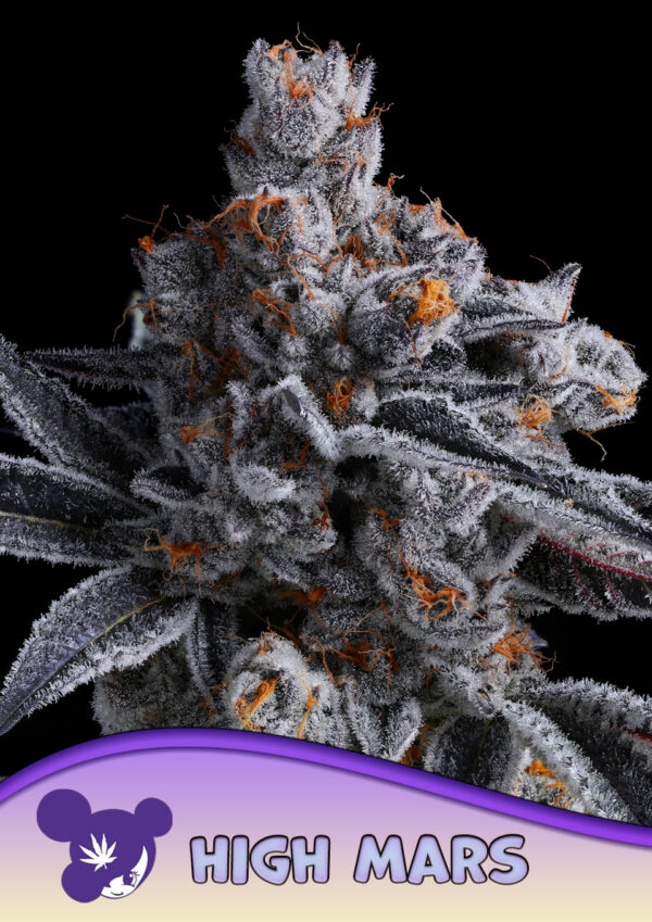 High Mars - Anesia feminisiert 3er Pack