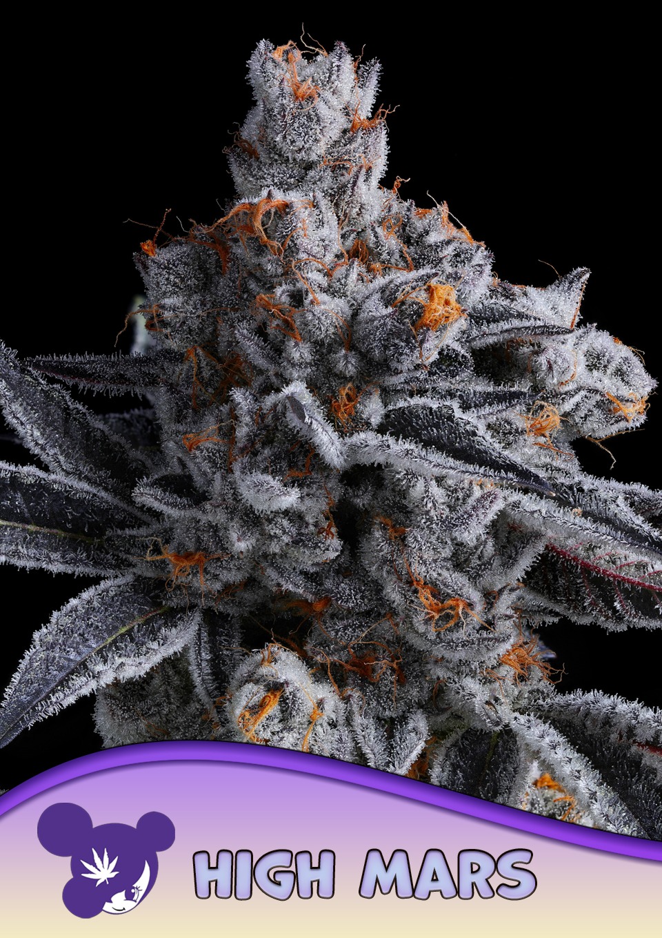 High Mars - Anesia feminisiert 3er Pack