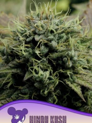 Hindu-Kush-960x1359-1.jpg Hindu Kush - Anesia feminisiert 3er Pack