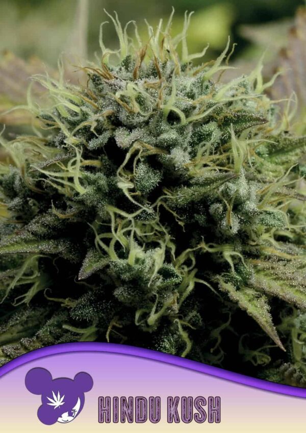 Hindu-Kush-960x1359-1.jpg Hindu Kush - Anesia feminisiert 3er Pack