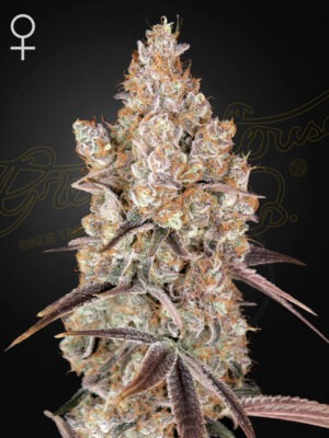 Holy Snow - Green House Seed Co. feminisiert 3er Pack
