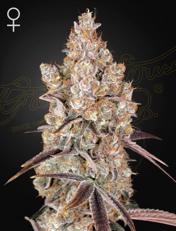 Holy Snow - Green House Seed Co. feminisiert 3er Pack