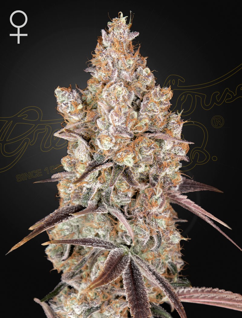 Holy Snow - Green House Seed Co. feminisiert 3er Pack
