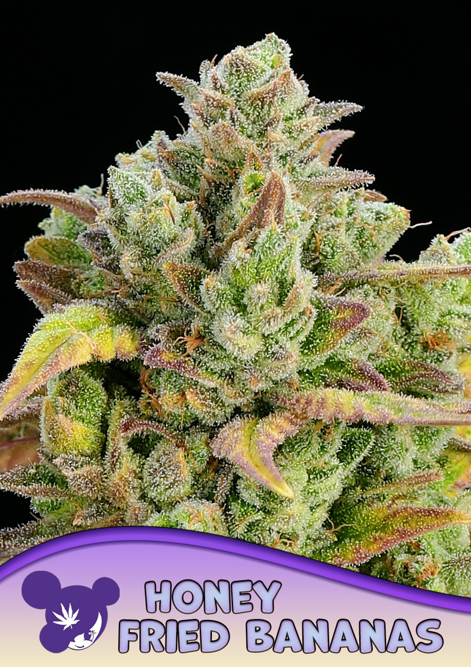 Honey Fried Bananas - Anesia feminisiert 3er Pack