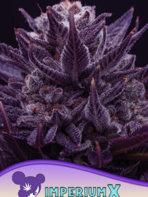 Anesia Seeds imperium x Samen