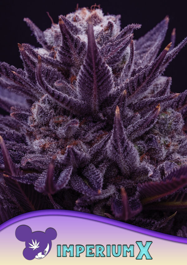 Anesia Seeds imperium x Samen