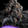 Anesia Seeds indigo sapphire Samen
