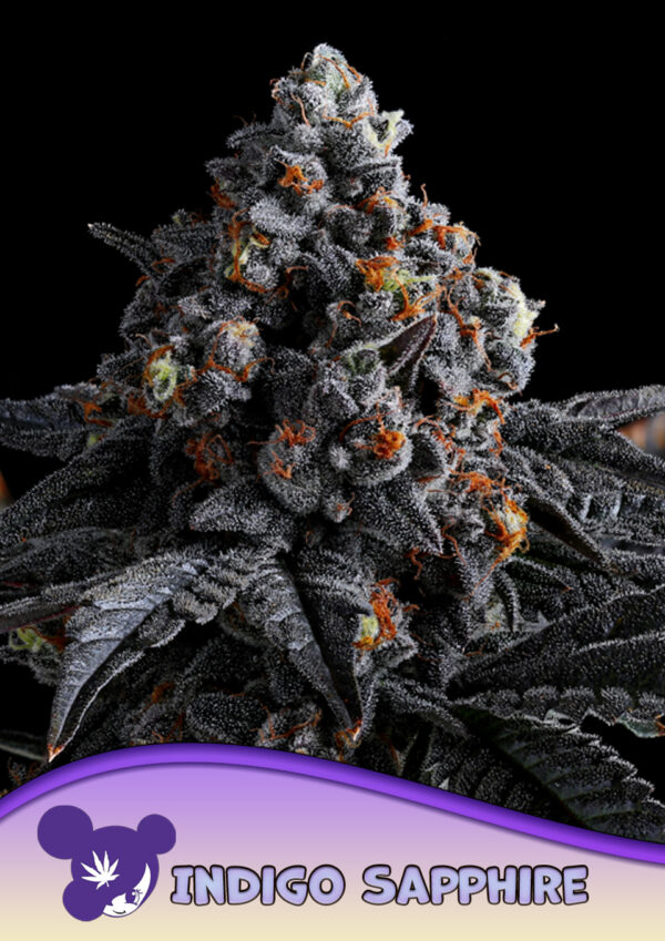 Indigo Sapphire - Anesia feminisiert 3er Pack