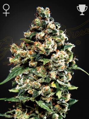 Jack Herer - Green House Seed Co. feminisiert 3er Pack