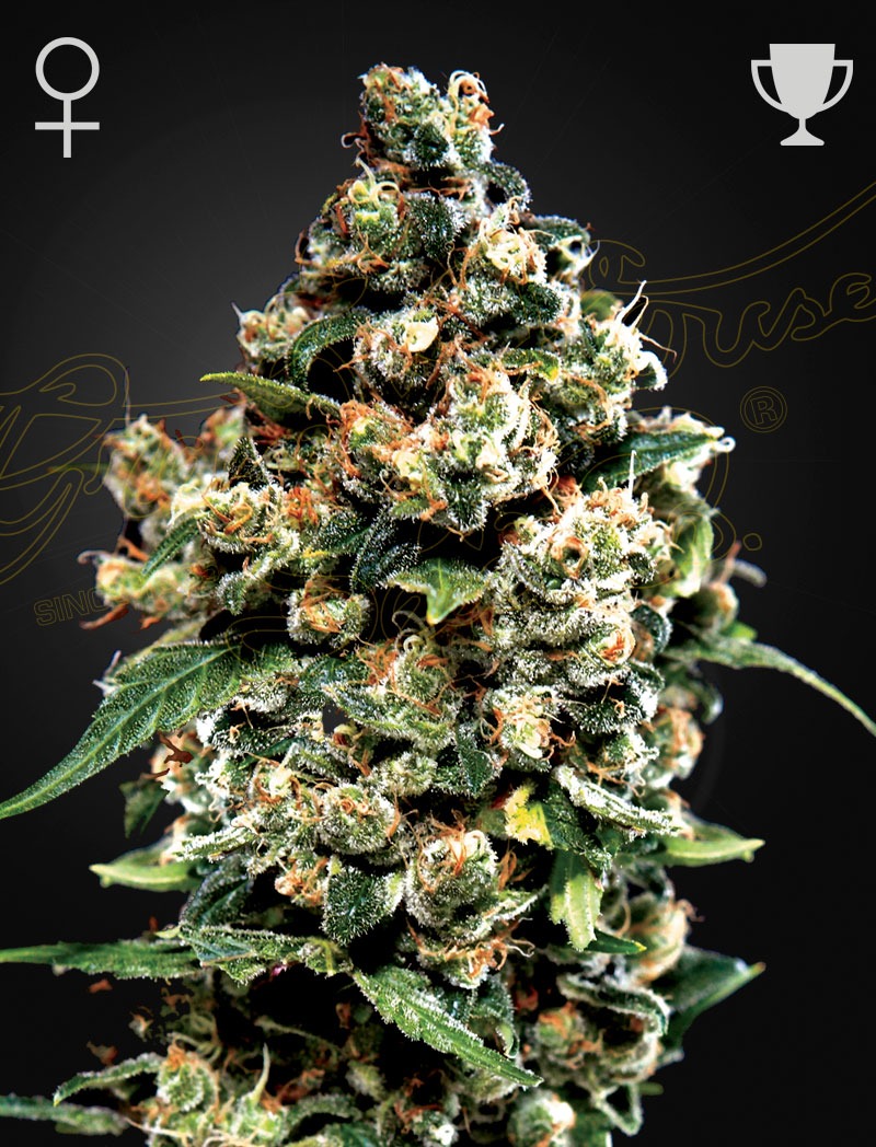 Jack Herer - Green House Seed Co. feminisiert 3er Pack