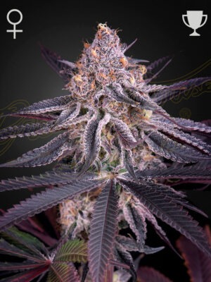 KINGSJUICECORRECT.jpg Kings Juice - Green House Seed Co. feminisiert 3er Pack