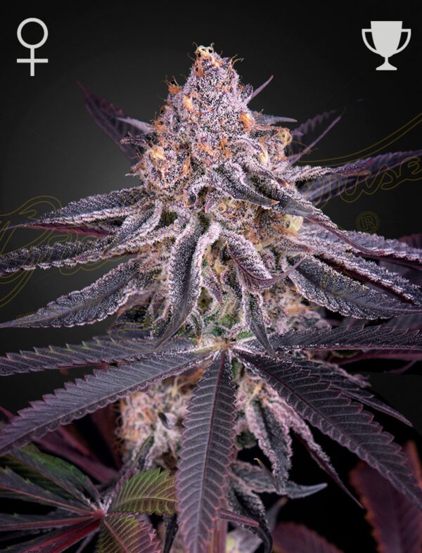 KINGSJUICECORRECT.jpg Kings Juice - Green House Seed Co. feminisiert 3er Pack