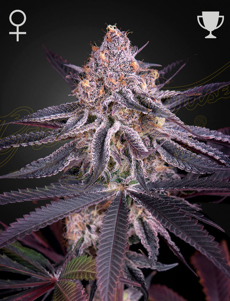 Kings Juice - Green House Seed Co. feminisiert 3er Pack