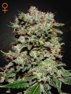 Kalashnikova - Green House Seed Co. feminisiert 3er Pack