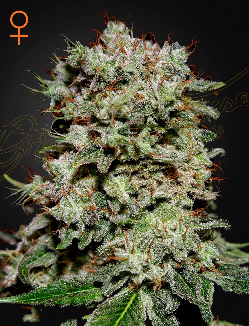 Kalashnikova - Green House Seed Co. feminisiert 3er Pack