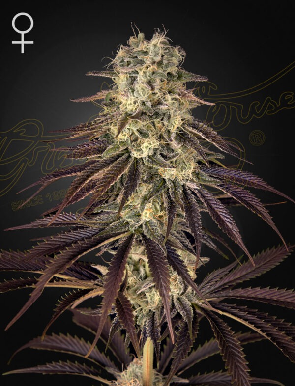 Kongs Krush - Green House Seed Co. feminisiert 3er Pack
