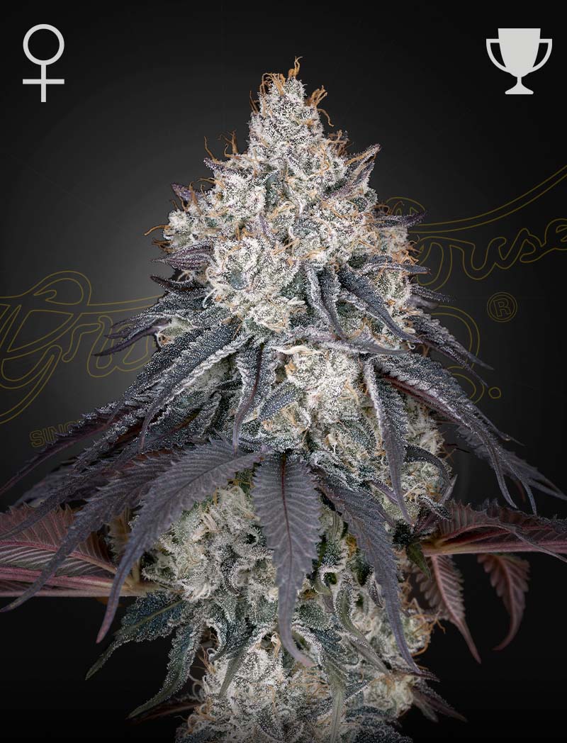 Lemon Orange - Green House Seed Co. feminisiert 3er Pack