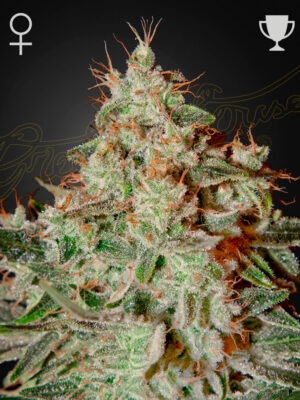 Lemon Skunk - Green House Seed Co. feminisiert 3er Pack