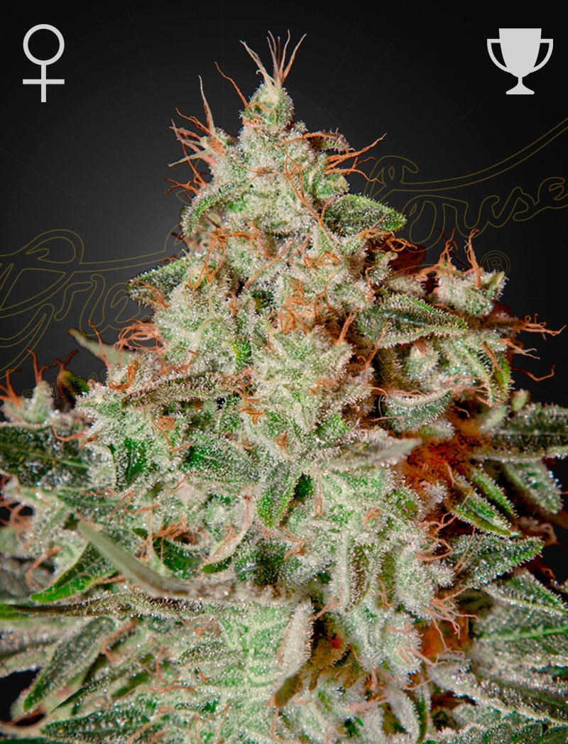 Lemon Skunk - Green House Seed Co. feminisiert 3er Pack