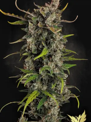 Lemonade Auto - Paradise Seeds feminisiert 3er Pack