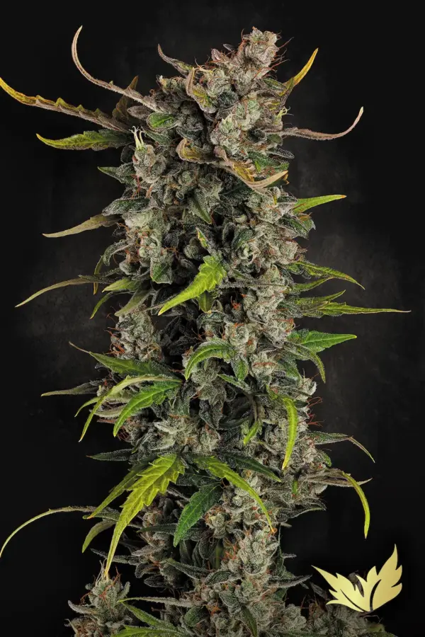 Lemonade Auto - Paradise Seeds feminisiert 3er Pack