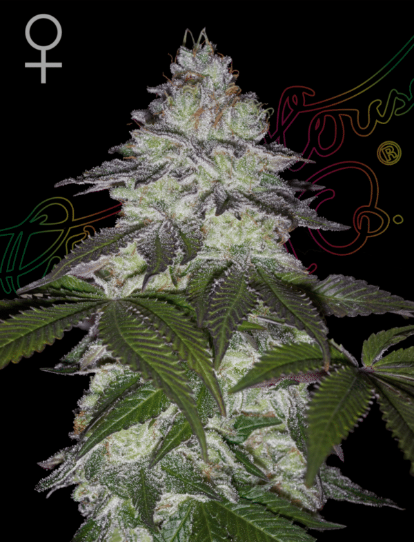 Milky Dreams - Green House Seed Co. feminisiert 3er Pack