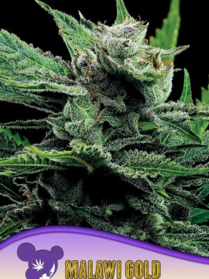 Malawi Gold - Anesia feminisiert 3er Pack
