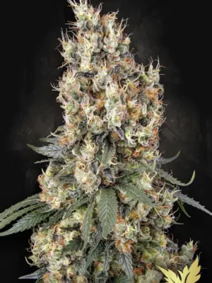 Mendocino Skunk - Paradise Seeds feminisiert 3er Pack