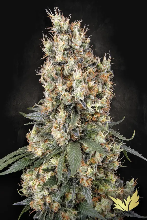 Mendocino Skunk - Paradise Seeds feminisiert 3er Pack
