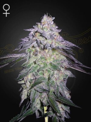NORI-CAKE-800X1048_WEB_q5dh-ng.jpg Nori Cake - Green House Seed Co. feminisiert 3er Pack