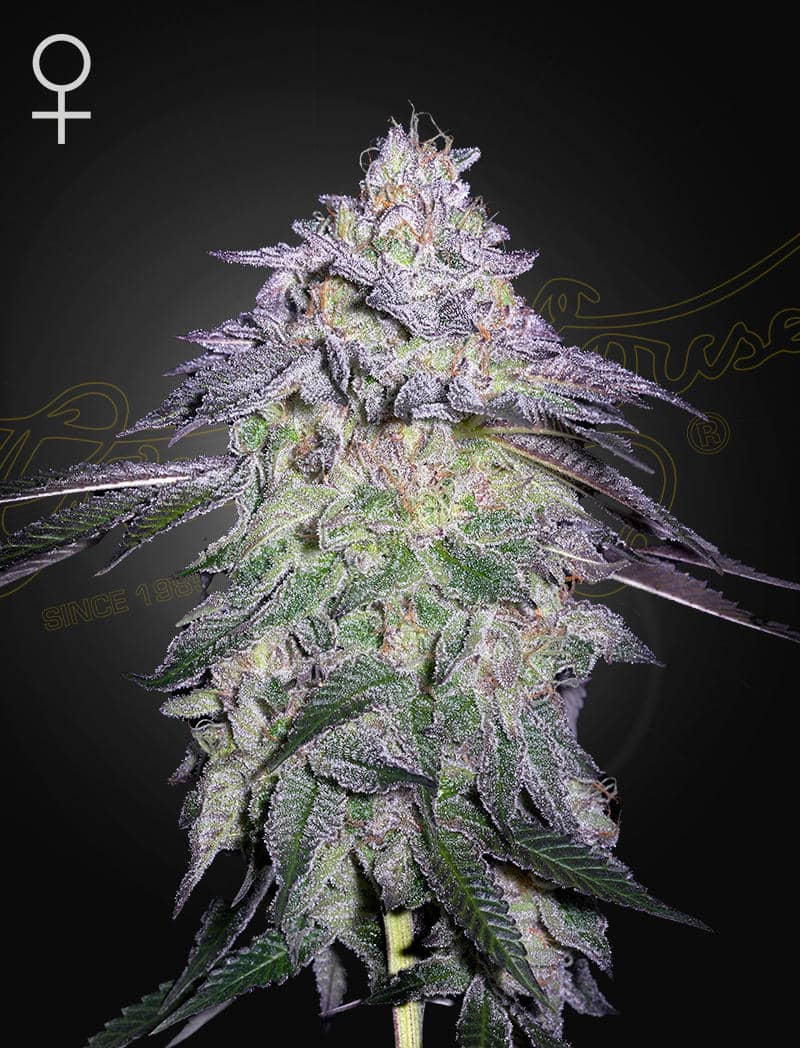 Nori Cake - Green House Seed Co. feminisiert 3er Pack