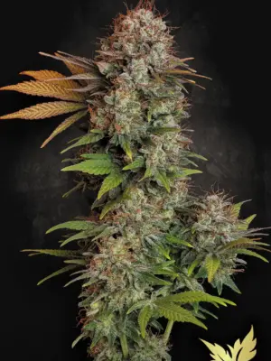 Nebula - Paradise Seeds feminisiert 3er Pack