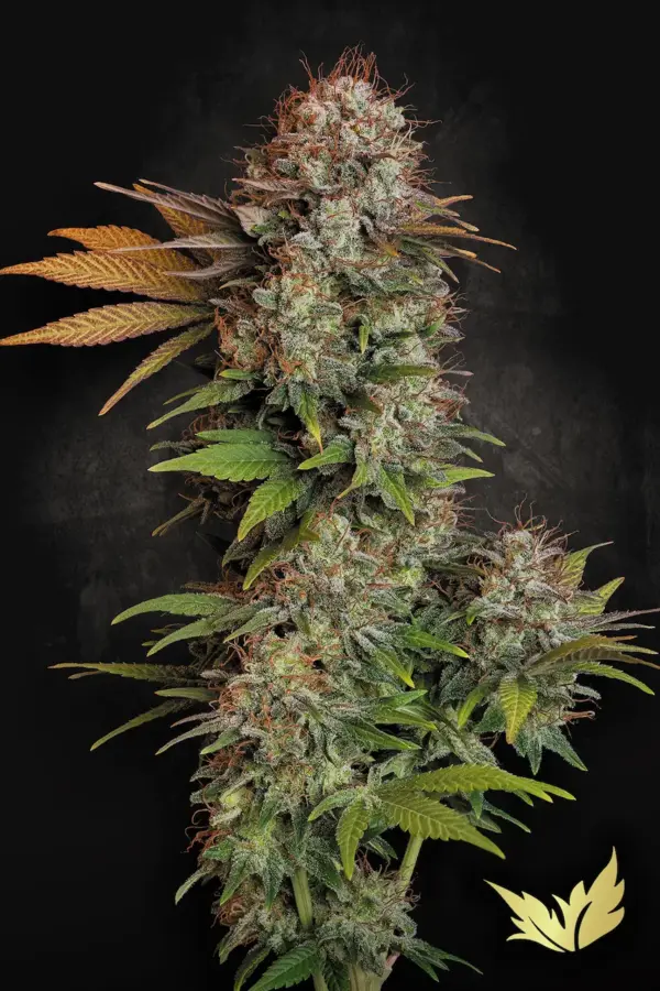 Nebula - Paradise Seeds feminisiert 3er Pack