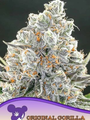 Original Gorilla #4 - Anesia feminisiert 3er Pack
