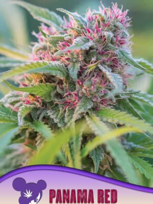 Panama Red - Anesia feminisiert 3er Pack