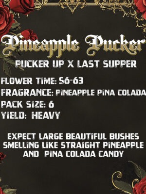 PineapplePuckerBack-1-2.jpg Pineapple Pucker - Solfire Gardens feminisiert 6er Pack