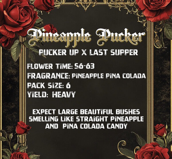 Pineapple Pucker - Solfire Gardens feminisiert 6er Pack