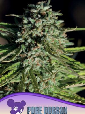 Pure Durban - Anesia feminisiert 3er Pack