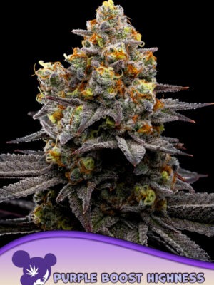 Purple Boost Highness - Anesia feminisiert 3er Pack