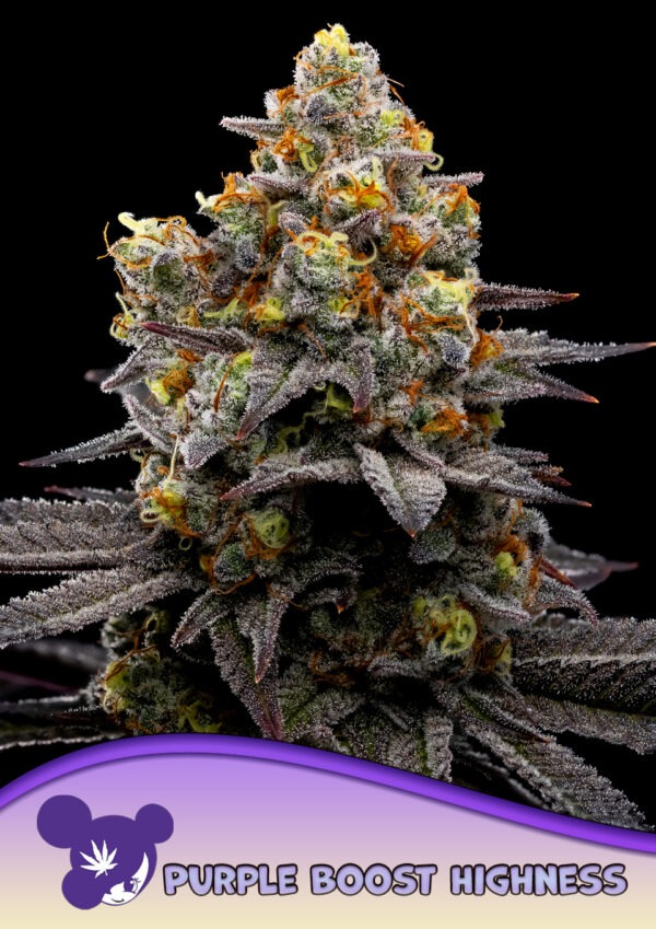 Purple-Boost-Highness-960x1359-1.jpg Purple Boost Highness - Anesia feminisiert 3er Pack