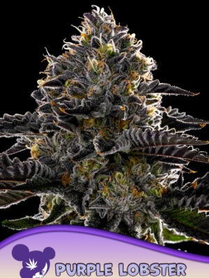 Purple Lobster - Anesia feminisiert 3er Pack